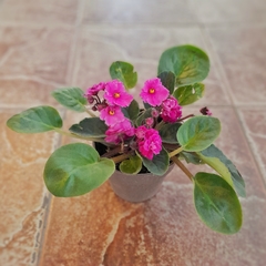 Violeta Africana
