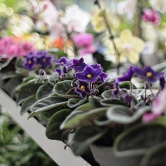 Violeta Africana