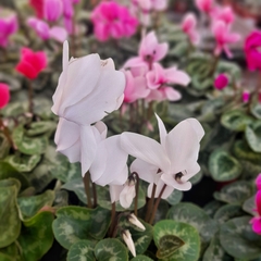 Violeta de los Alpes