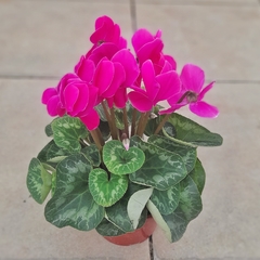 Violeta de los Alpes - tienda online