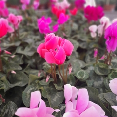 Violeta de los Alpes - Vivero Mario