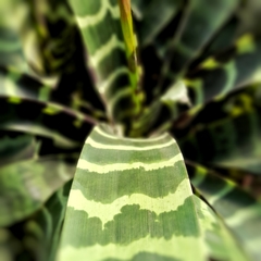 Vriesea Splendens - comprar online