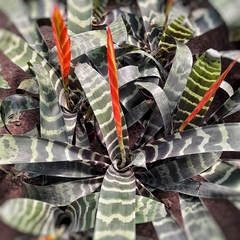 Vriesea Splendens