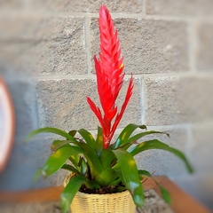 Vriesea Carinata - comprar online