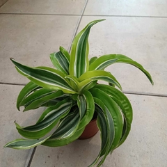 Dracaena Warnecki Lemon - comprar online