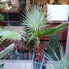 Washingtonia - comprar online