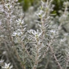 Westringia Fruticosa