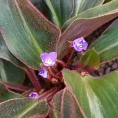 Siderasis Fuscata - tienda online