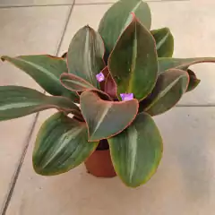 Siderasis Fuscata en internet