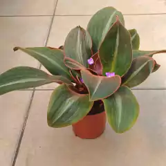 Siderasis Fuscata - Vivero Mario