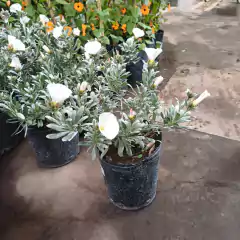 Convolvulus - comprar online