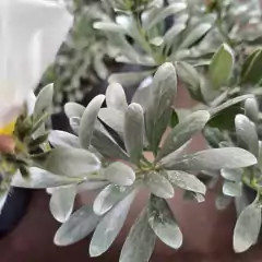 Convolvulus en internet