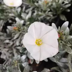Convolvulus