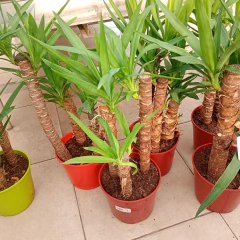 Yuca - comprar online