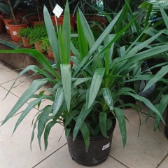 Imagen de Yuca