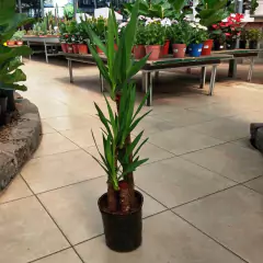 Yuca - comprar online