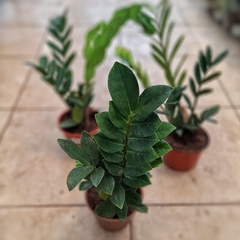 Imagen de Zamioculcas