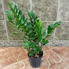 Zamioculcas - tienda online