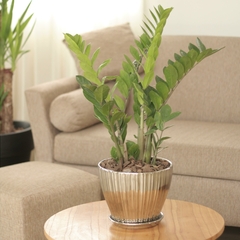 Zamioculcas