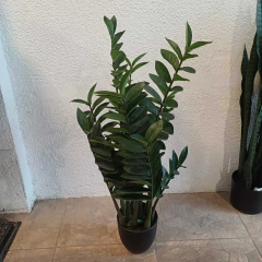 Zamioculca (artificial) en internet