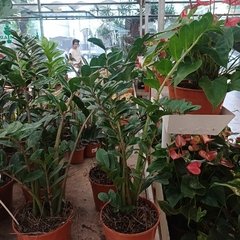 Zamioculcas - comprar online