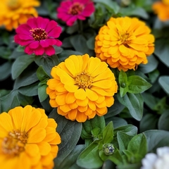 Imagen de Zinnia