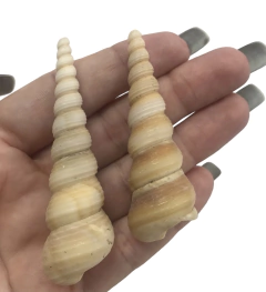 Concha chifre unicórnio (2und)