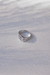 Anillo Yucca