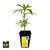 ESQUEJE /PLANTIN PASIONARIA