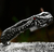 PRE-VENTA Pulsera MONSTER Acero 316L - Murder Doll