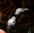 PRE-VENTA Pulsera SNAKES Acero 316L en internet
