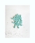 Mostacillon acqua( 100grs)