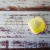 Stamp Relieve Buho Bosque - comprar online