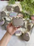 Gatito Pusheen D5 en internet