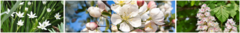 Banner de la categoría Sistema Bach