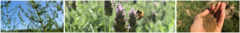 Banner de la categoría Semillas