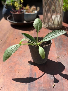 Planta de Alcaucil