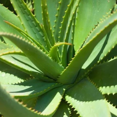 Planta de Aloe Vera