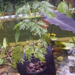 Planta de Artemisa Annua - comprar online