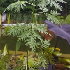 Planta de Artemisa Annua