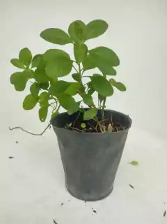 Planta de Ashwagandha