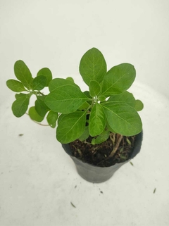 Planta de Ashwagandha - comprar online