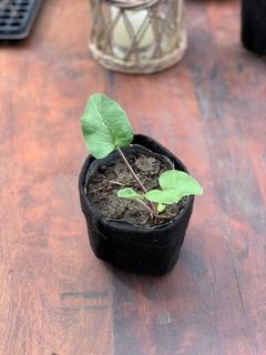 Planta de Bardana