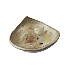 Semillas de Celedonia - comprar online