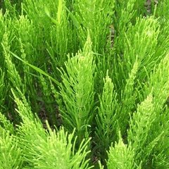 Planta de Cola de caballo - comprar online