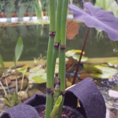 Planta de Cola de caballo