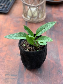 Planta de Consuelda Mayor