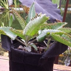 Planta de Kalanchoe Daigremontiana en internet
