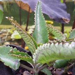 Planta de Kalanchoe Daigremontiana