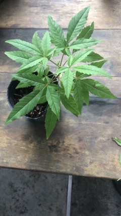 Planta de Vitex Agnus Castus - comprar online